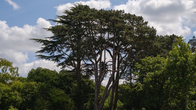 A large tree on a sunny day at Hatfield Forest, Essex